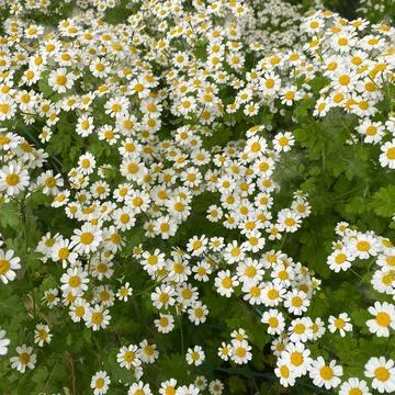 Flowers Stock Photos