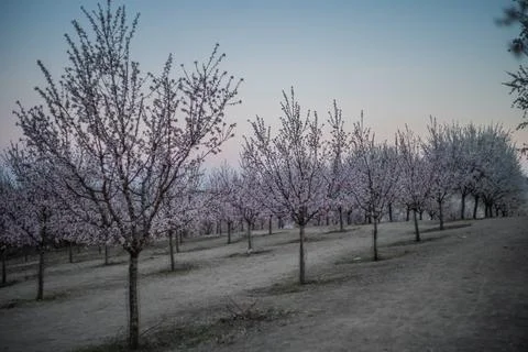 Flowers Stock Photos