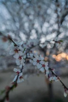 Flowers Stock Photos