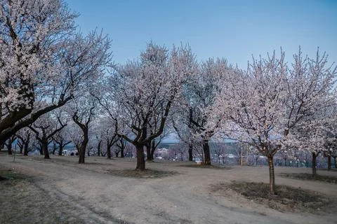 Flowers Stock Photos