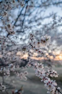 Flowers Stock Photos