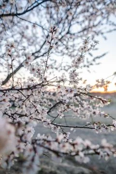 Flowers Stock Photos