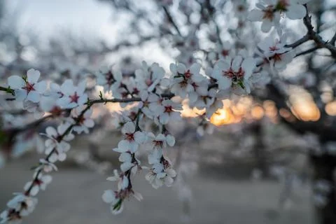 Flowers Stock Photos