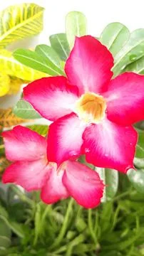 Flowers 스톡 사진