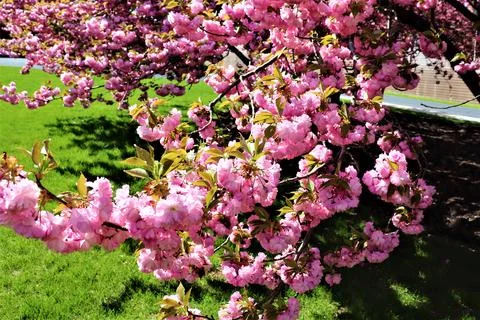 Flowers Stock Photos