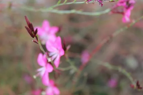 Flowers Stock Photos