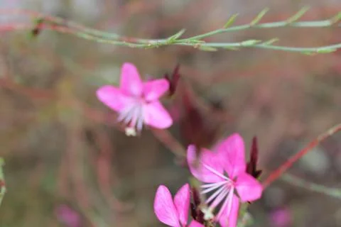 Flowers Stock Photos