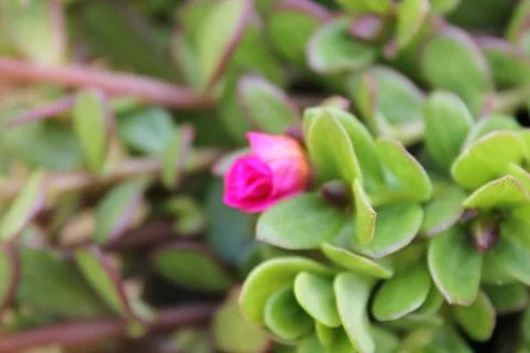 Flowers Stock Photos