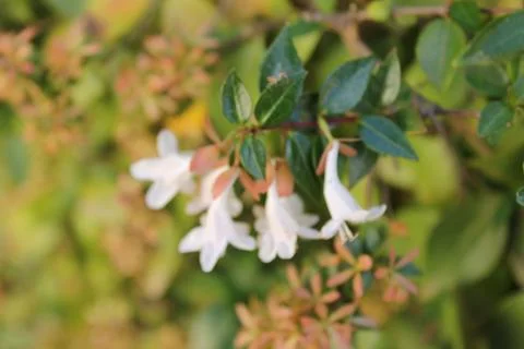 Flowers Stock Photos