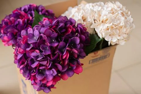 Flowers Stock Photos