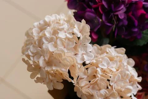 Flowers Stock Photos