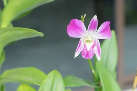 Flowers Stock Photos