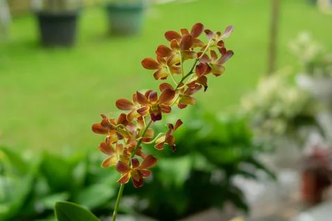 Flowers Stock Photos