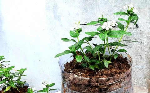 Flowers Stock Photos