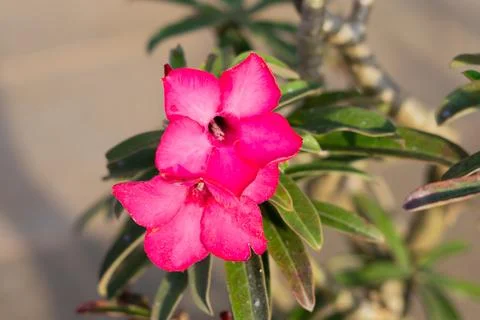 Flowers Stock Photos