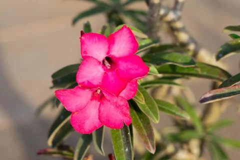 Flowers Stock Photos