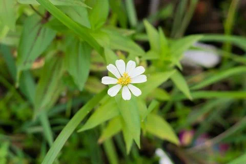 Flowers Stock Photos