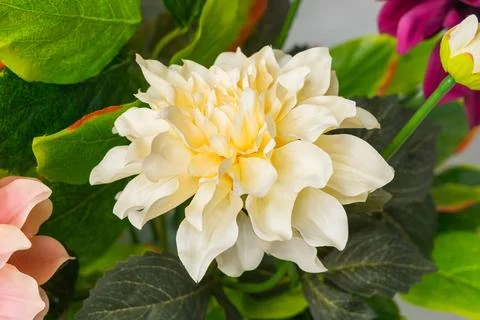 Flowers Stock Photos