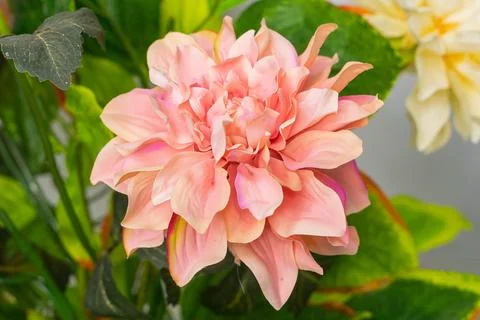 Flowers Stock Photos