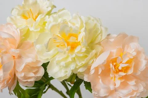 Flowers Stock Photos