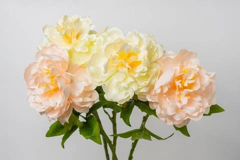 Flowers Stock Photos