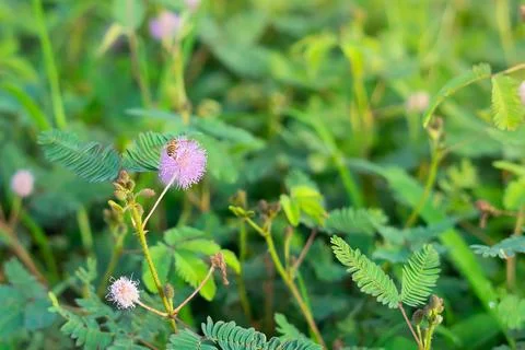 Flowers Stock Photos