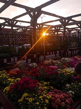 Flowers Stock Photos