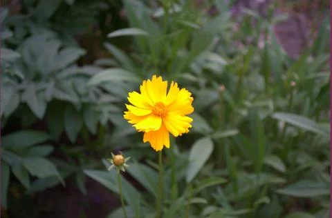 Flowers Stock Photos