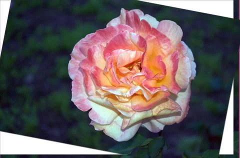 Flowers Stock Photos