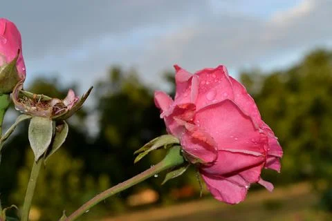 Flowers Stock Photos