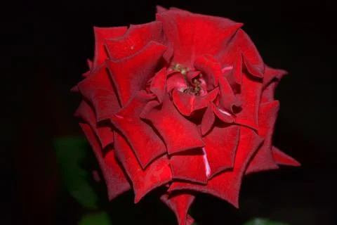 Flowers Stock Photos