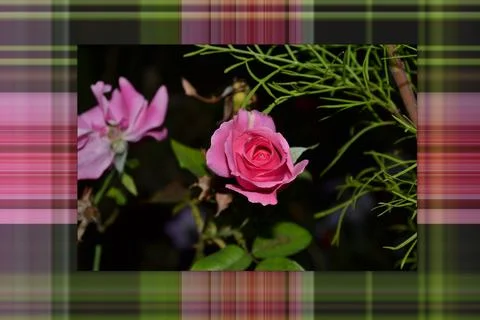 Flowers Photos