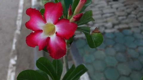 Flowers 写真素材