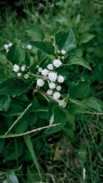 Flowers 스톡 사진