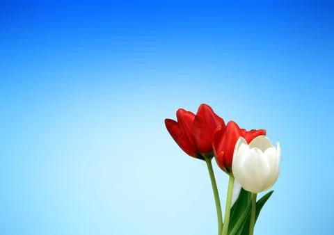Flowers Stock Photos