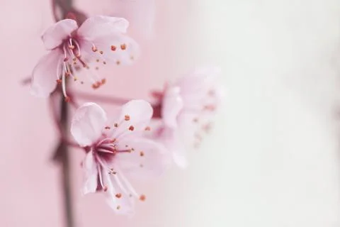 Flowers Stock Photos