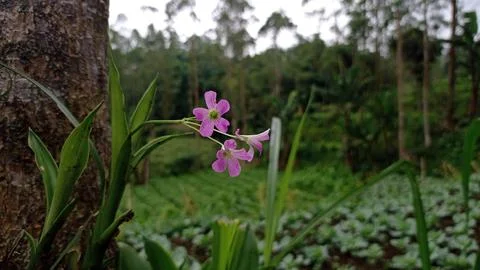 Flowers Stock Photos