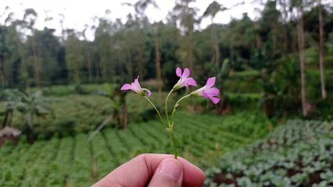 Flowers Stock Photos