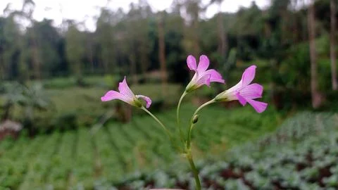 Flowers Stock Photos