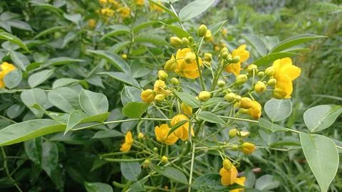 Flowers Stock Photos