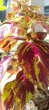 The flowers Фото