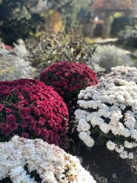 Flowers 스톡 사진