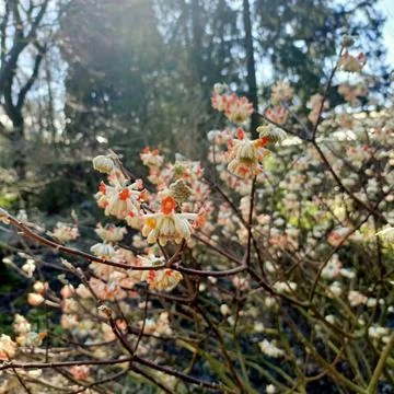 Flowers Stock Photos