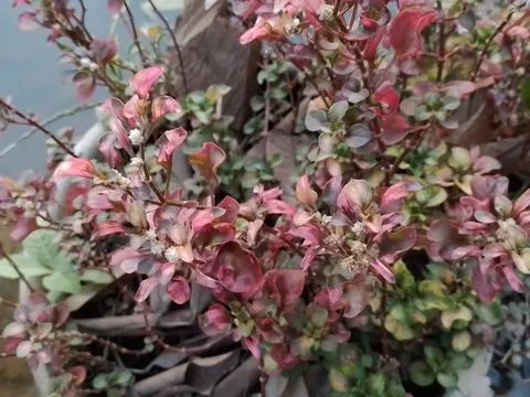 Flowers Stock Photos