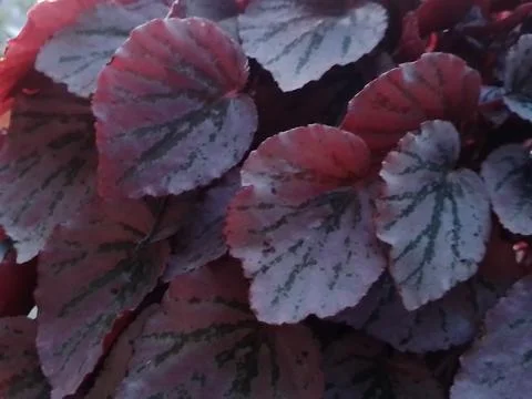 Flowers Stock Photos