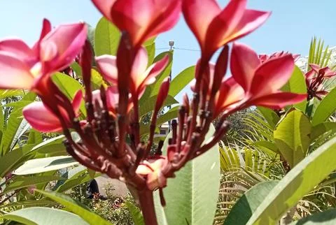 Flowers  库存照片