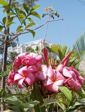 Flowers  库存照片