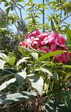 Flowers  库存照片