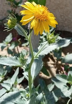 Flowers  库存照片