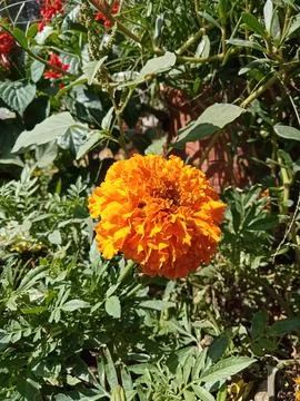 Flowers  库存照片